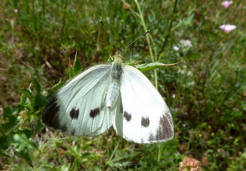 Pieris rapae?